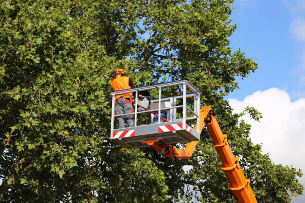 How Our Tree Care Process Works  in  Petoskey, MI