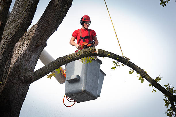 Best Tree Trimming and Pruning  in Petoskey, MI